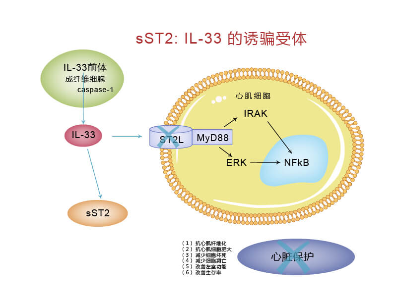 ST2L/IL-33信號(hào)通路 ST2L/IL-33信號(hào)通路