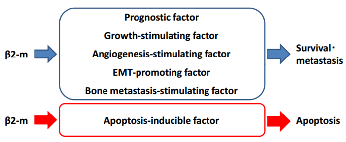 β2微球蛋白（β2-MG）在癌細胞中的功能