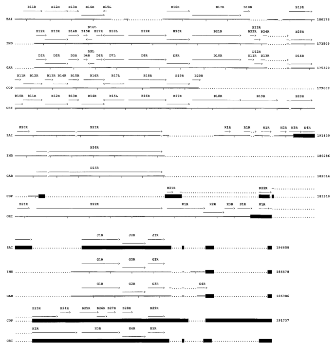 Comparison of ORFs in the left (A) and right (B) terminal variable regions of MPV with corresponding genomic fragments of other Orthopoxviruses