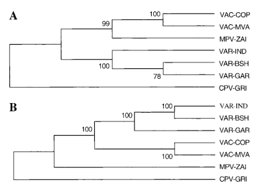 Phylogenetic analysis