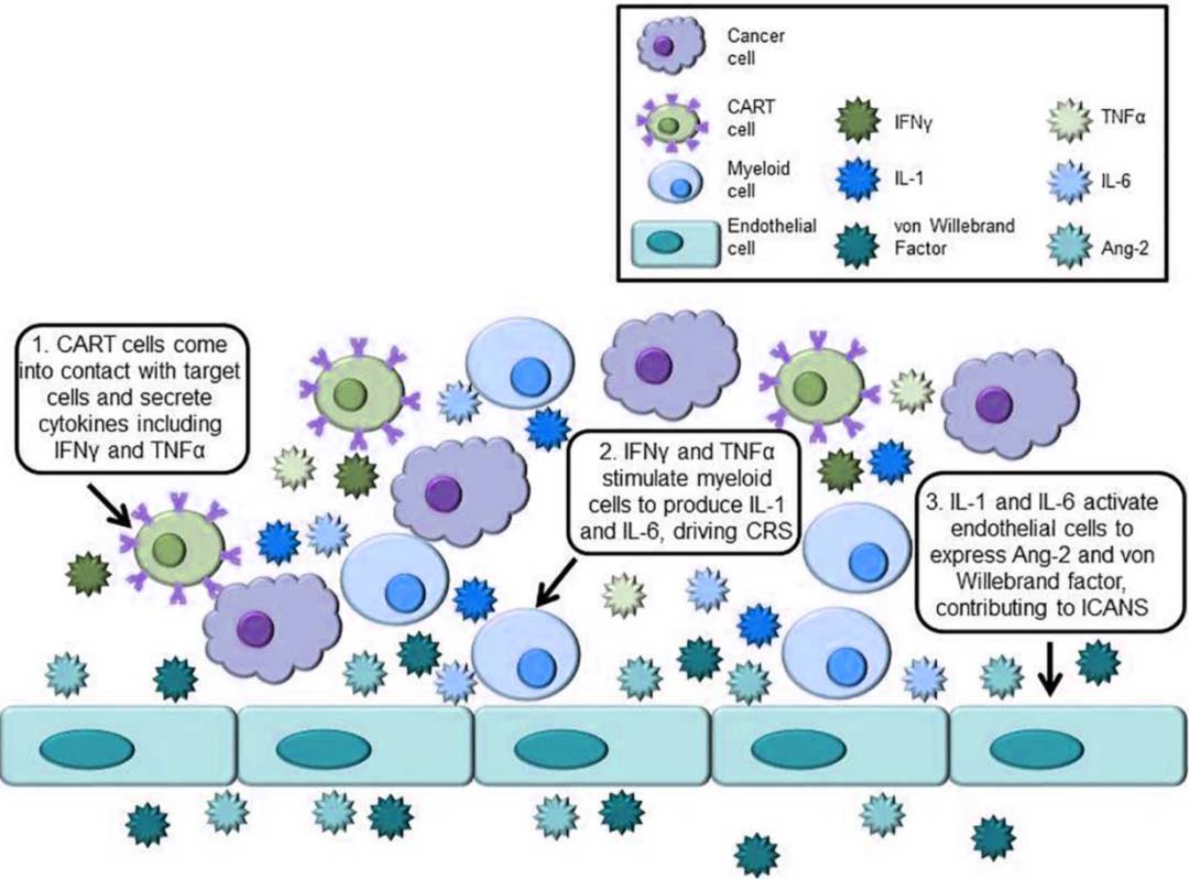 CRS和ICANS中涉及的關(guān)鍵細胞和細胞因子