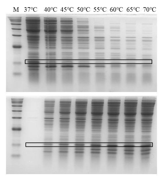 SDS-PAGE分析不同溫度條件下的熱降解檢測(cè)