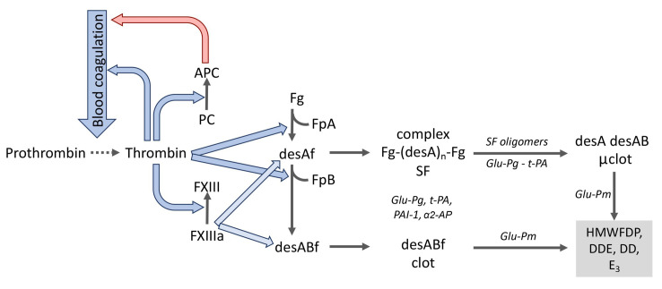 凝血激活、纖溶及蛋白C系統(tǒng)中的分子相互作用