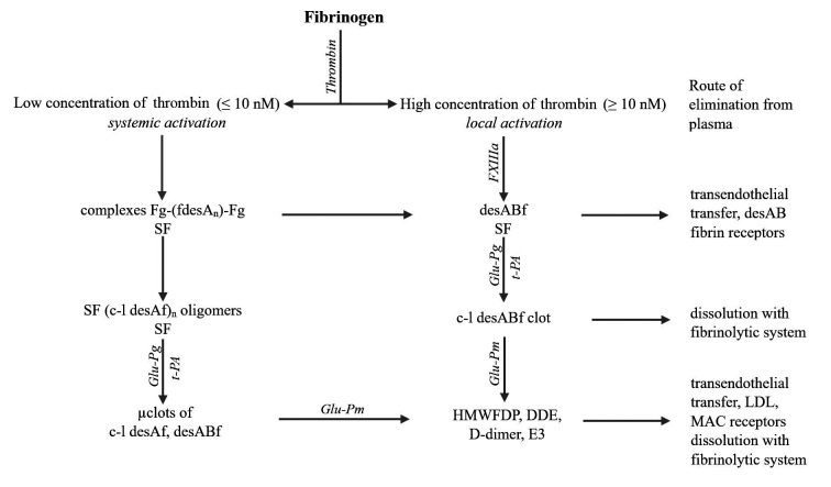 SF、凝塊和聚合纖維片段的形成、溶解及去除方式